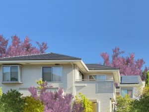 春の桜　住宅　戸建て